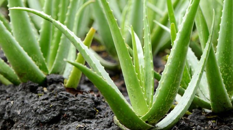 aloe vera pianta