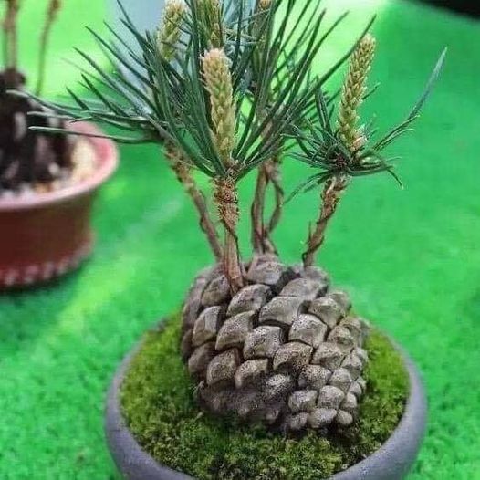 217711200 1099308280594938 1672843802367632072 n